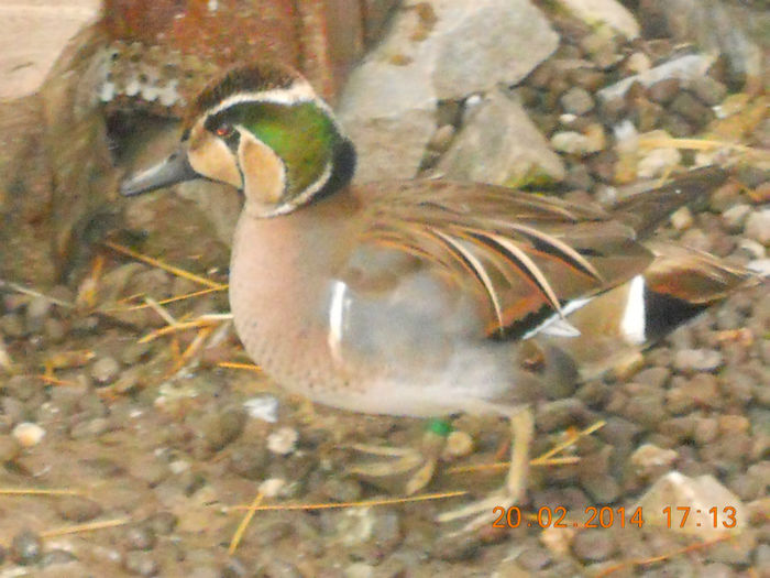 DSCN5349 - Rata Mică de Baikal