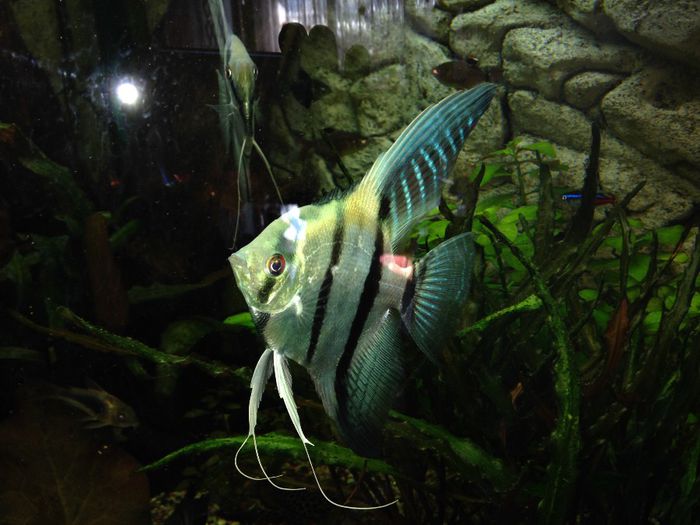 pterophyllum scalare