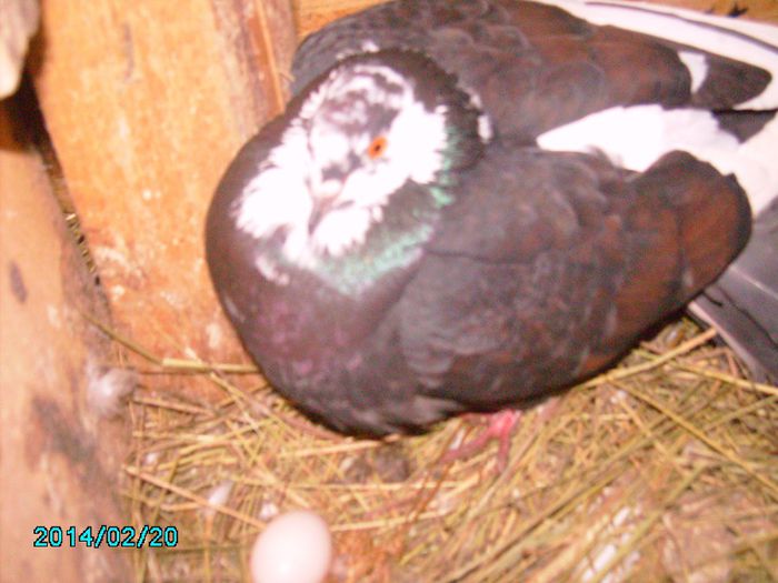 IMG_0366 - Primul ou de porumbel in anul 2014