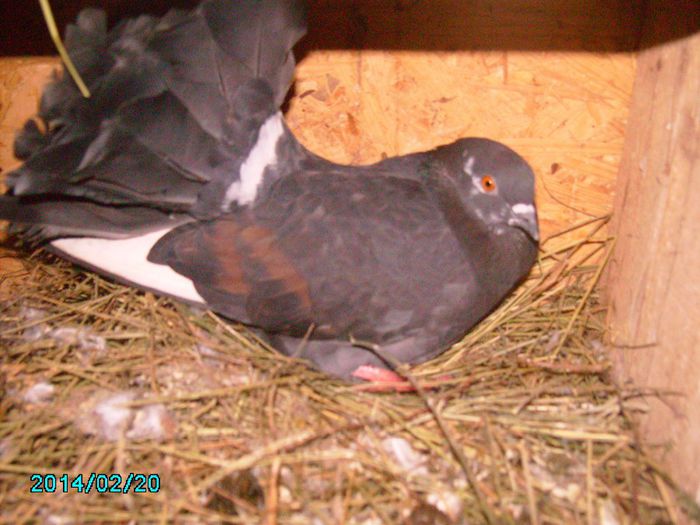 IMG_0368 - Primul ou de porumbel in anul 2014