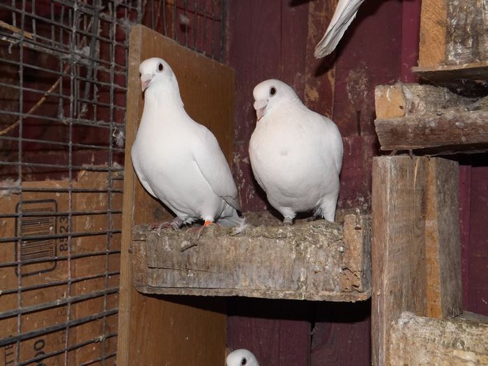 DSCF0051 - Porumbei voiajori albi