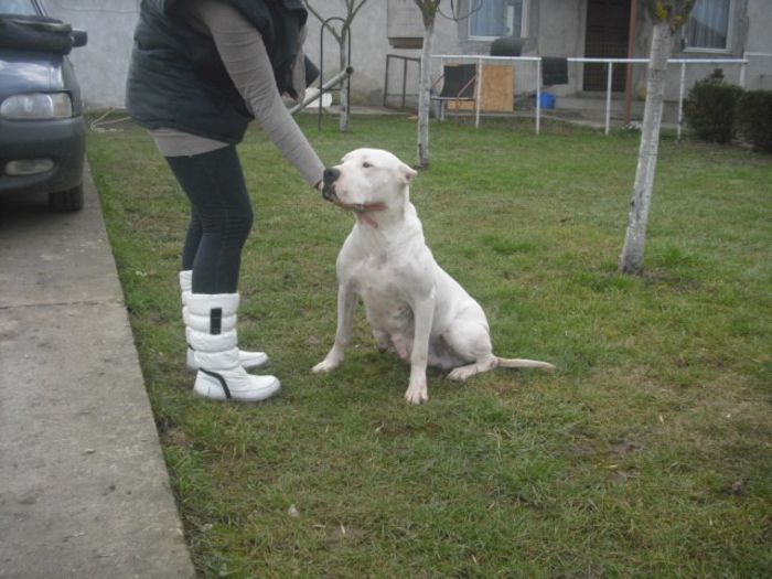 CIMG9077 - Dog argentinian