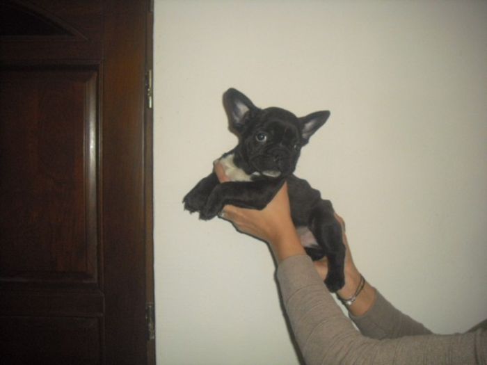 CIMG9034 - Bulldog francez