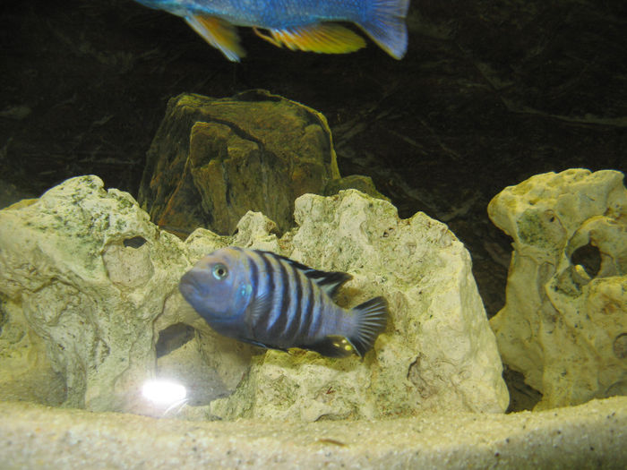 Acvariu ciclide Malawi; Acvariu ciclide Malawi 2010/2012
