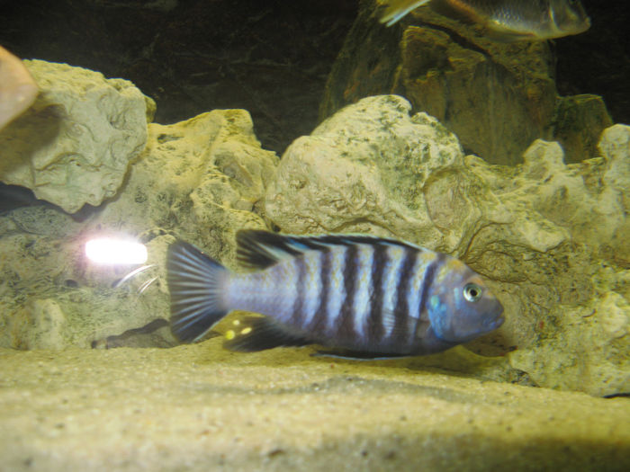 Acvariu ciclide Malawi; Acvariu ciclide Malawi 2010/2012
