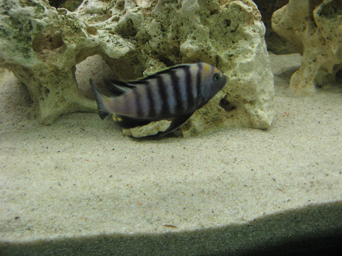 Acvariu ciclide Malawi; Acvariu ciclide Malawi 2010/2012
