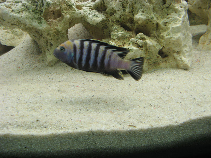 Acvariu ciclide Malawi; Acvariu ciclide Malawi 2010/2012
