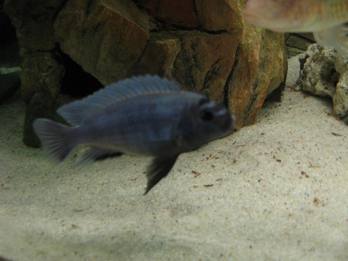 Acvariu ciclide Malawi; Acvariu ciclide Malawi 2010/2012
