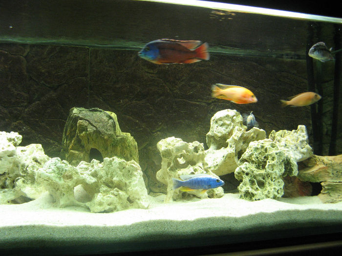 Acvariu ciclide Malawi; Acvariu ciclide Malawi 2010/2012
