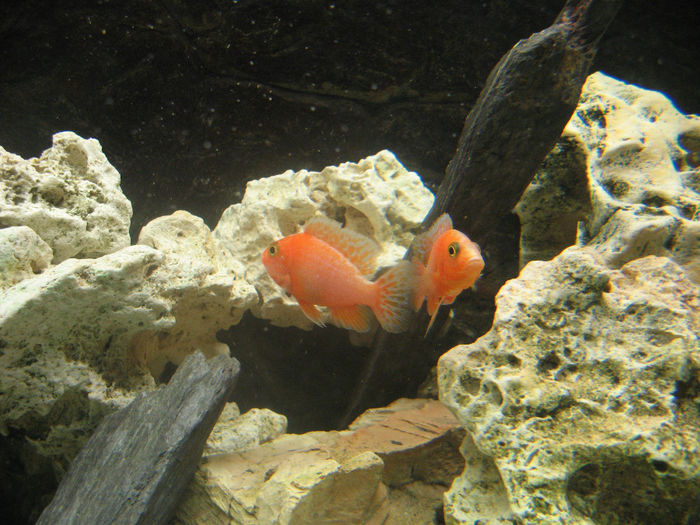 Acvariu ciclide Malawi; Acvariu ciclide Malawi 2010/2012
