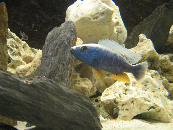 Acvariu ciclide Malawi; Acvariu ciclide Malawi 2010/2012
