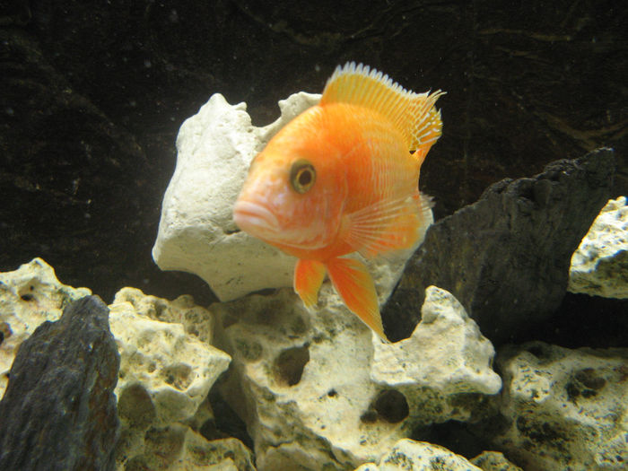 Acvariu ciclide Malawi; Acvariu ciclide Malawi 2010/2012
