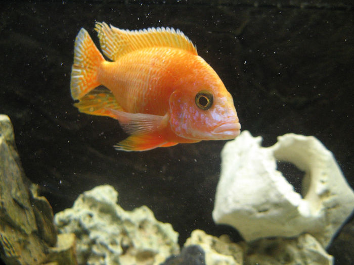 Acvariu ciclide Malawi; Acvariu ciclide Malawi 2010/2012
