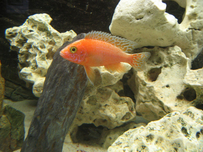 Acvariu ciclide Malawi; Acvariu ciclide Malawi 2010/2012
