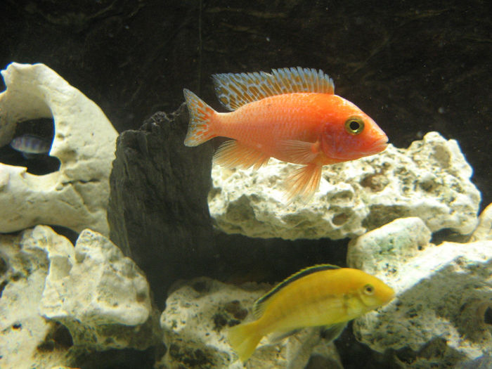 Acvariu ciclide Malawi; Acvariu ciclide Malawi 2010/2012
