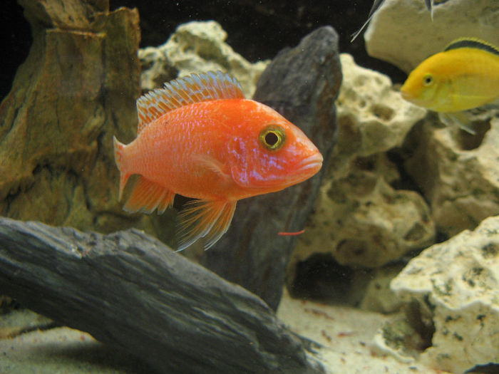 Acvariu ciclide Malawi; Acvariu ciclide Malawi 2010/2012
