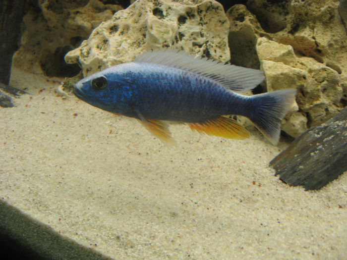 Acvariu ciclide Malawi; Acvariu ciclide Malawi 2010/2012
