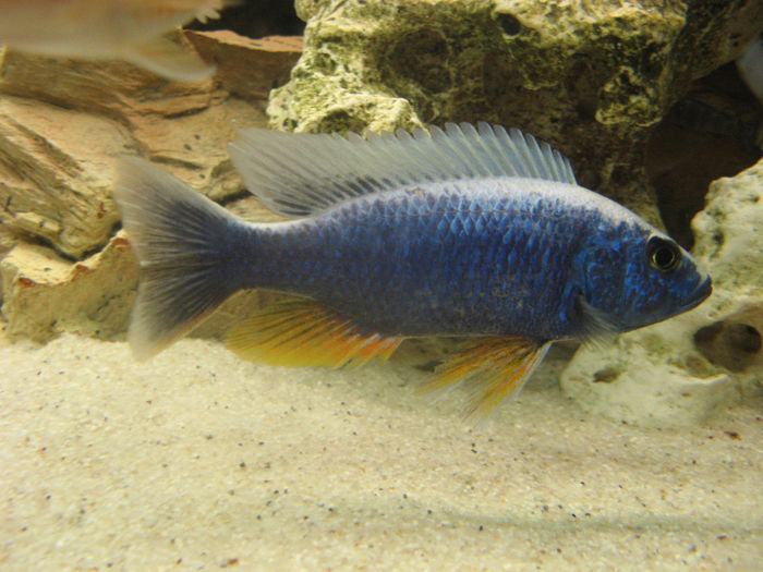 Acvariu ciclide Malawi; Acvariu ciclide Malawi 2010/2012
