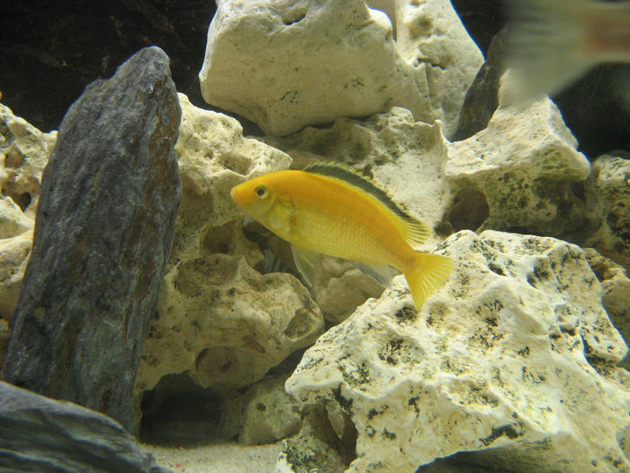 Acvariu ciclide Malawi; Acvariu ciclide Malawi 2010/2012
