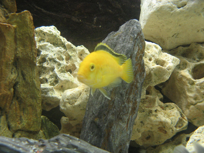 Acvariu ciclide Malawi; Acvariu ciclide Malawi 2010/2012
