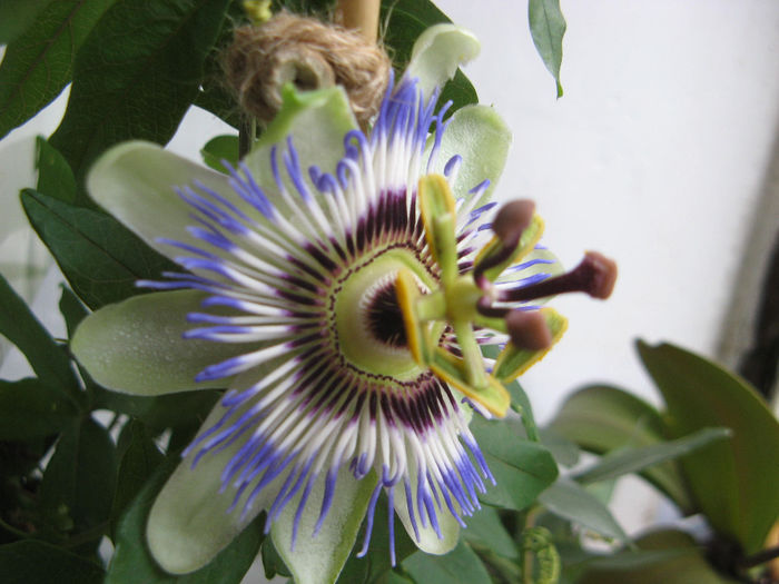 Passiflora caerulea; Balcon 2013
