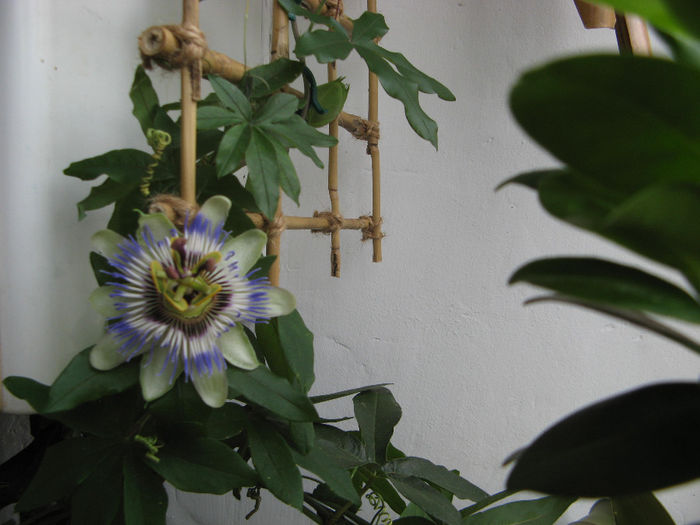 Passiflora caerulea; Balcon 2013
