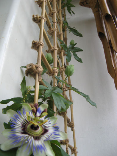 Passiflora caerulea; Balcon 2013
