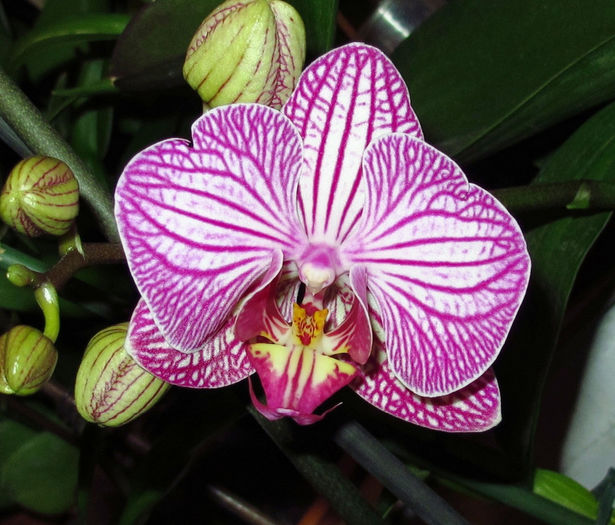 Dtps. Taida Sweet Berry - Reinfloriri orhidee 2014