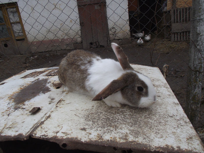 nu mai este..............a fost facut papa