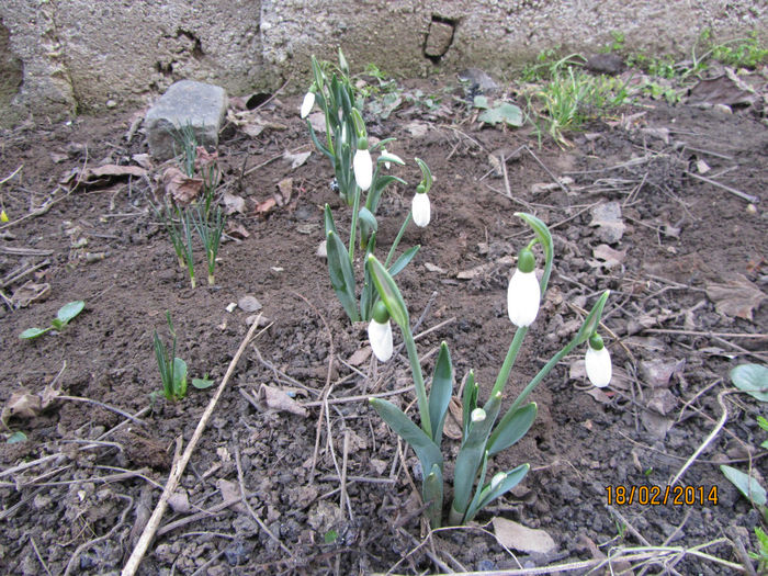 Ghiocei - Flori de gradina-2014 Primavara