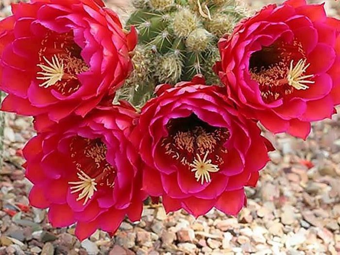 529571_658815847510402_561208629_n - Minunatia florilor de cactus