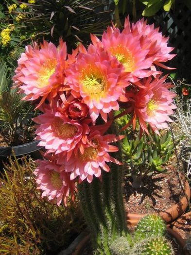 1558472_658803670844953_1460909690_n - Minunatia florilor de cactus