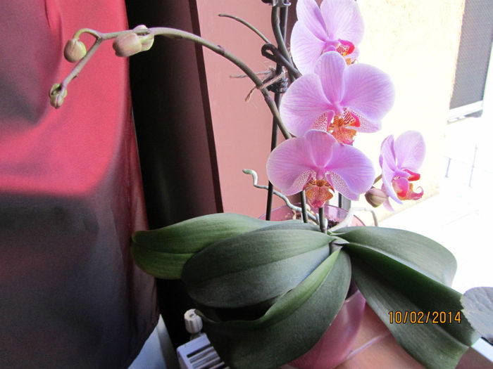 Orhidee - Si citeva ghivece