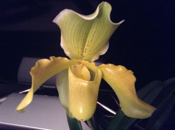 image - Paphiopedilum