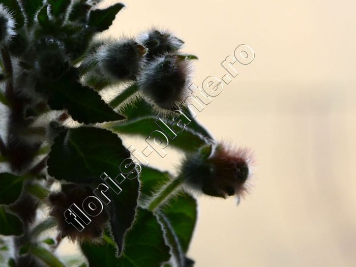 Kohleria Luci s ? - KOHLERIA IV - Hibrizii mei - My hybrids