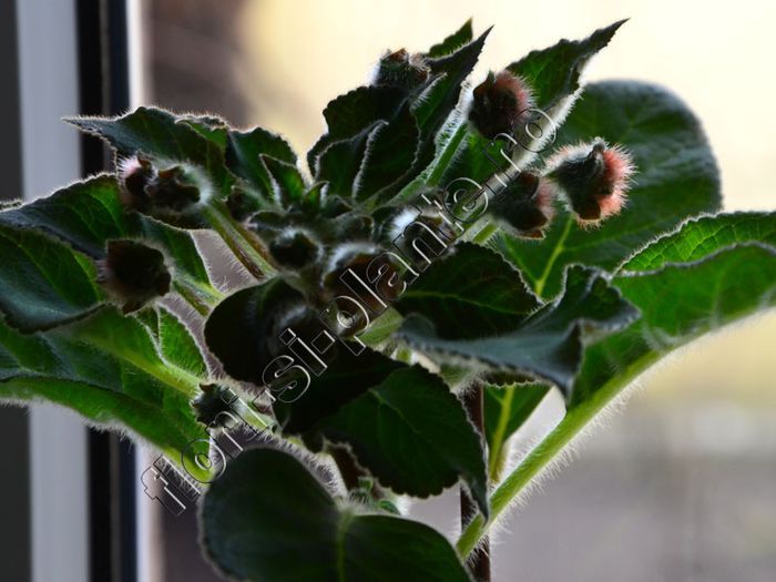 Kohleria Luci s ? - KOHLERIA IV - Hibrizii mei - My hybrids