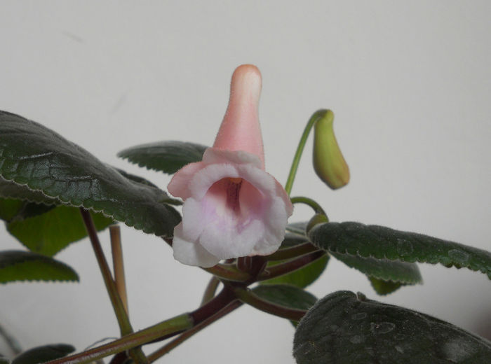 Amandas Penny x Playful Porpoise