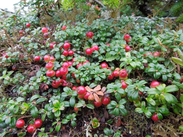 vaccinium vitis-idaea-fruct comestibil - a-alte seminte rare