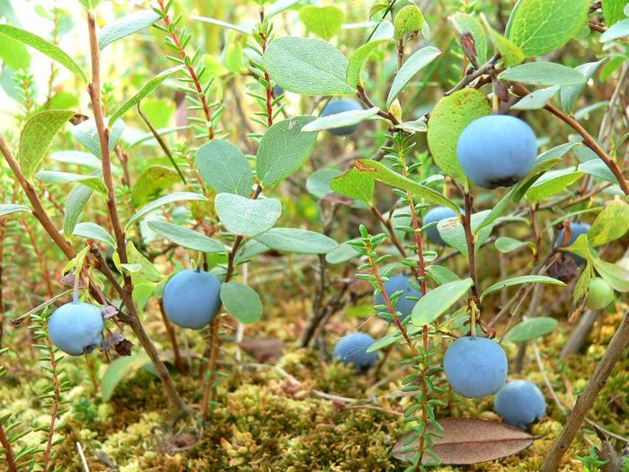 vaccinium uliginosum-fruct comestibil - a-alte seminte rare