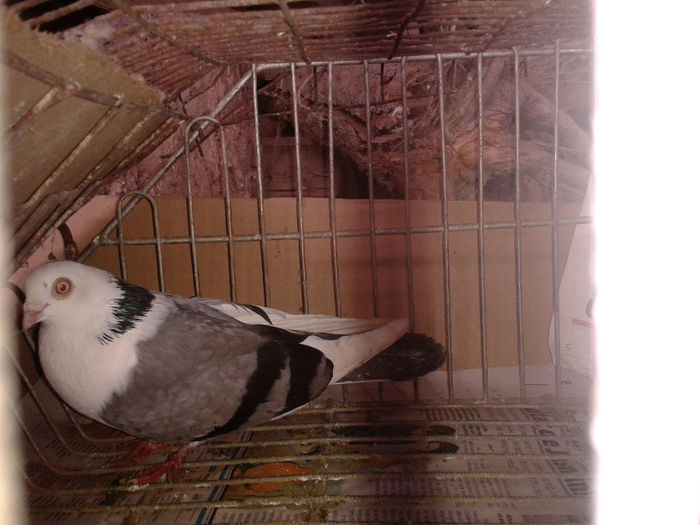 2014-02-21 12.06.38 - porumbel de la albanicornel