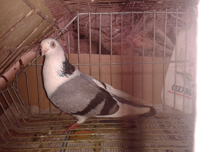 2014-02-21 12.07.35 - porumbel de la albanicornel