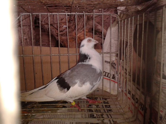 2014-02-21 12.09.32 - porumbel de la albanicornel