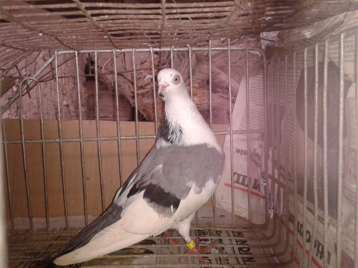 2014-02-21 12.10.09 - porumbel de la albanicornel