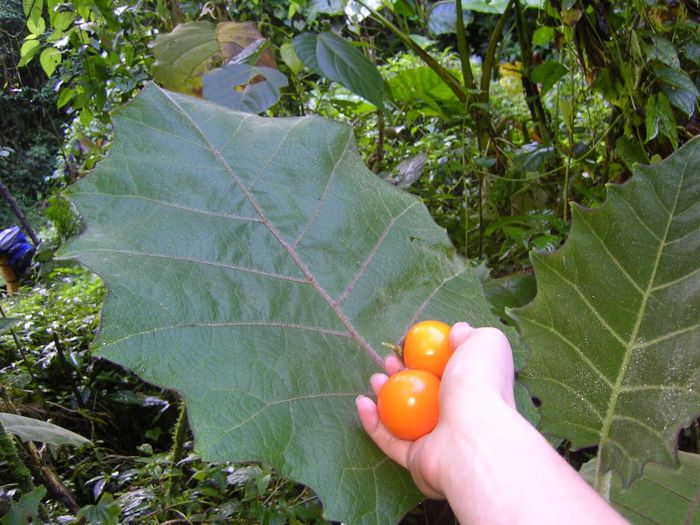 solanum quitoense fruct comestibil - a-alte seminte rare