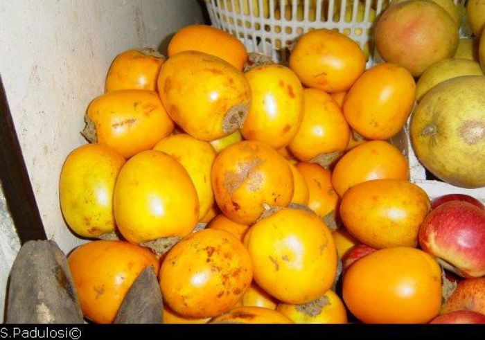solanum sessiliflorum fruct comestibil - a-alte seminte rare