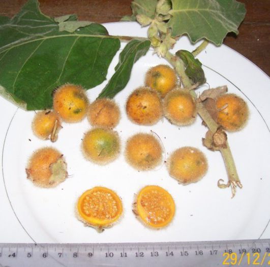 solanum stramonifolium fruct comestibil - a-alte seminte rare