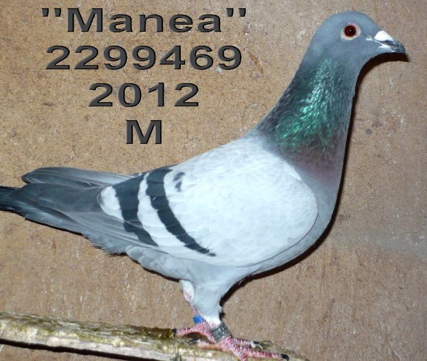 2012.2299469.M - 1-Matca-2014