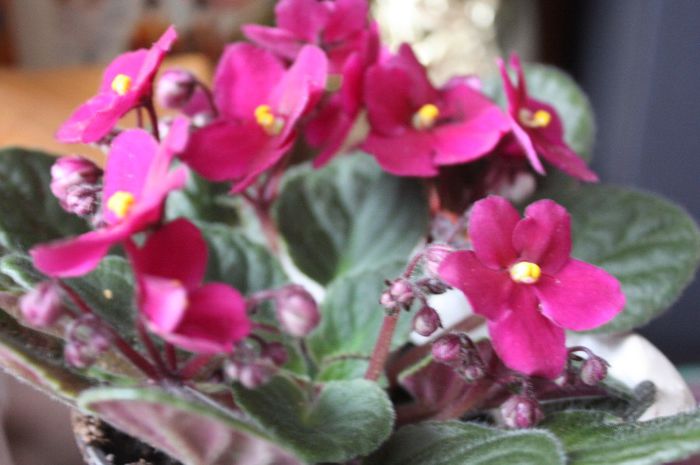 IMG_1191; De la prietena mea ELLA
