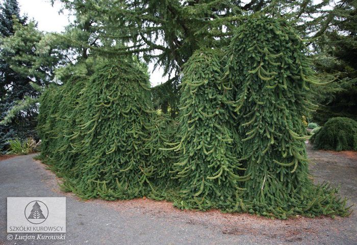 Picea abies Inversa