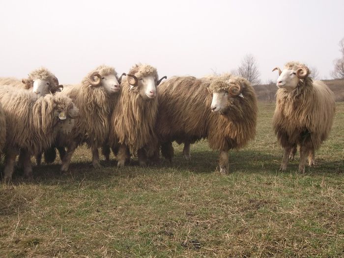 Picture 1779 - Carlani 2013-2014